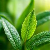 Extrato de plantas frescas